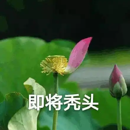 太真实了,广告人的社畜童话...