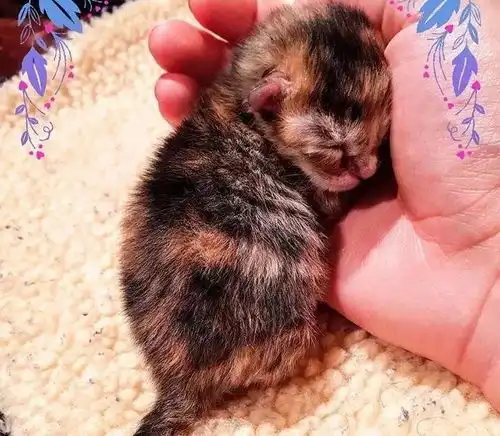 出生就被弃养,兄弟全部夭折,这只小奶猫最后却奇迹般的活了下来