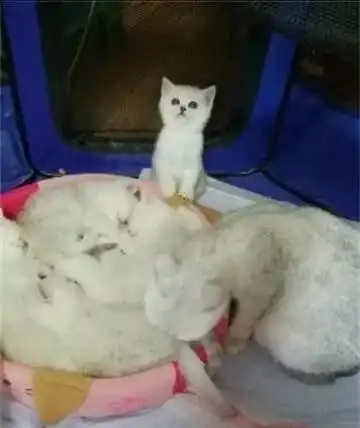 猫窝被兄弟姐妹全部占领,独剩一只小奶猫无助求妈妈,真的萌哭了