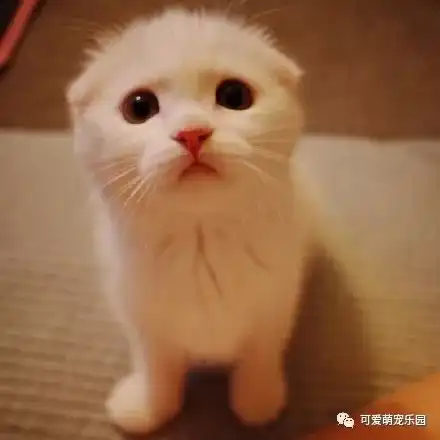 喵星人的战斗,谁才是最后的赢家呢