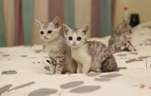 一群小奶猫卖萌,这杀伤力太大了