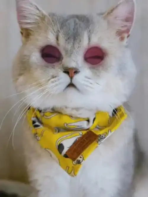 激萌动物家养宠物英国短毛猫动物卖萌宠物造型