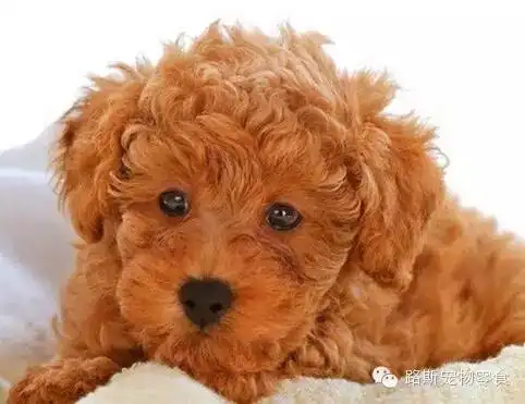 泰迪狗狗喂食小技巧