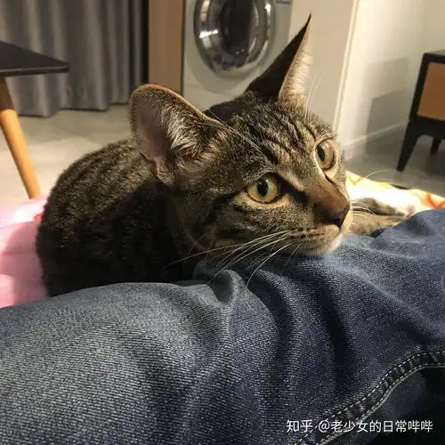 脾气不好的母猫生下小猫,小猫的脾气会好吗