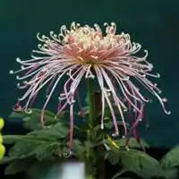 心淡然如菊的头像微信头像图片大全