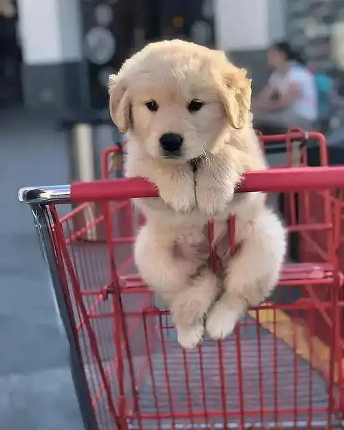 的相册可爱小狗