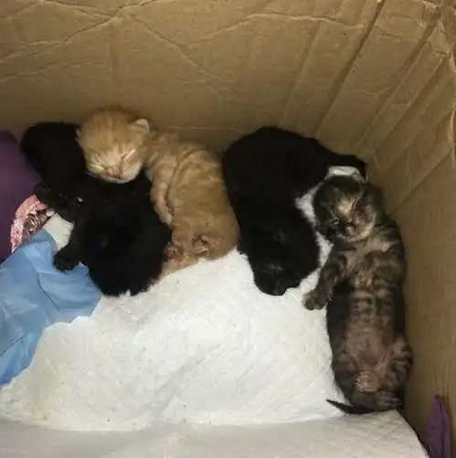 捡了四只未睁眼的小奶猫,女孩总觉得不对劲队伍中有只小间谍