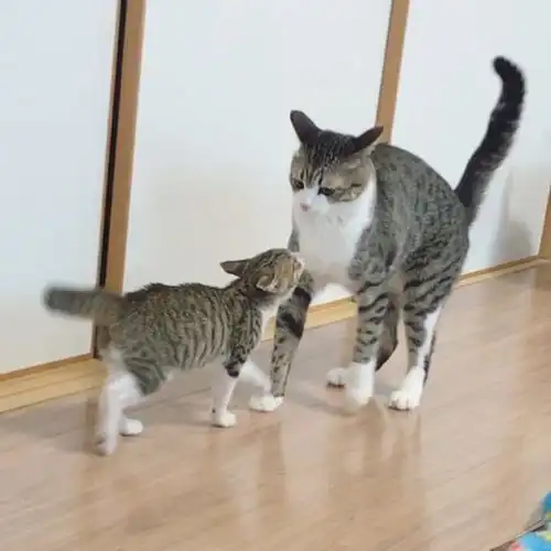 流浪小奶猫准备安乐死,女子认出爱猫亲生兄弟秒速领养救回