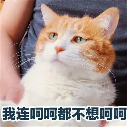 表情活着好累,富婆怎么还没出现小奶猫你能不能像我一样成熟点表情