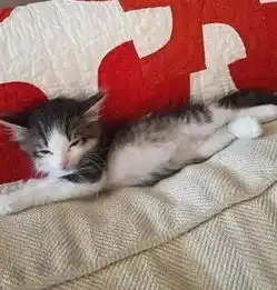 这只流浪小奶猫摆个pose,就钓来了新的铲屎官
