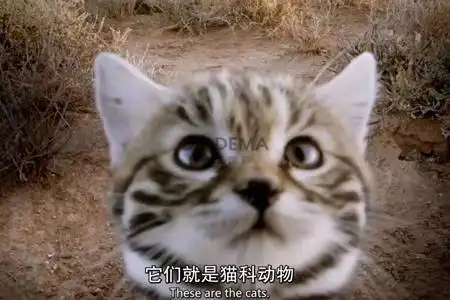 泰国拆婚姻巫术,拆散婚姻的狠招拆散别人的姻缘会得到怎样的报应