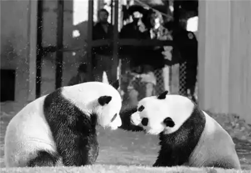 2002年中国送给阿富汗一头猪,现成了国宝,每天被无数人参观