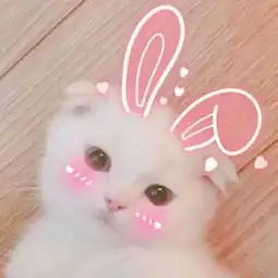 微信超萌可爱猫咪动物头像我永远是你的小猫咪