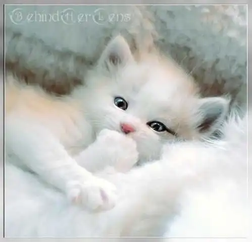 猫咪刺客
