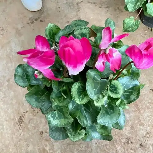 夏日赏花时刻仙客来