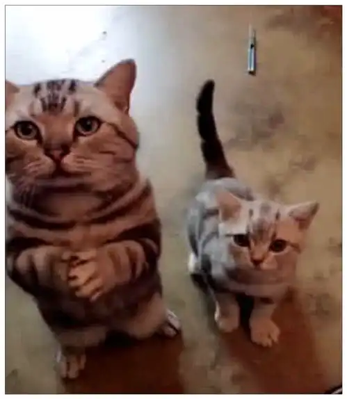 女孩要将小奶猫送给闺蜜,猫妈妈的动作,令她打消了念头