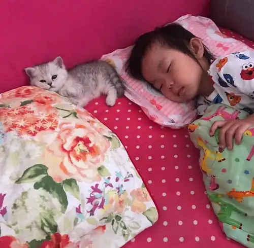 别再说怀孕之后不适合养宠物,看这小奶猫和女儿的默契,你学不来