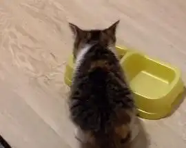 草丛发现一只小奶猫,男子用一根火腿骗回家,顺利当上铲屎官