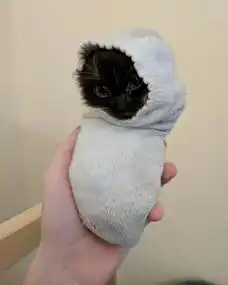穿靴子的猫都不算什么,穿袜子装的小奶猫卖萌更为要命