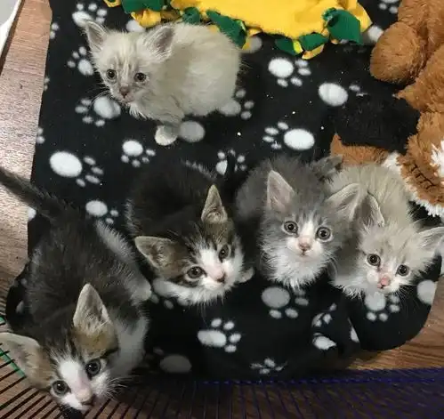 5只被遗弃的小奶猫,没人相信它们能活下去,现在4个月大了