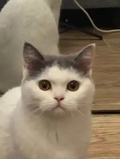 激萌动物家养宠物图片轮播英国短毛猫动物卖萌