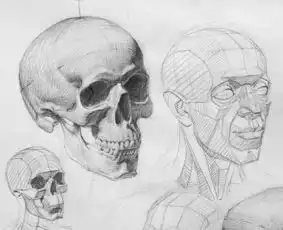 素描结构这样总可以好好学素描了吧