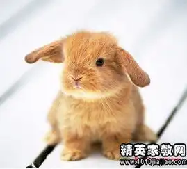 关于兔的谚语和歇后语