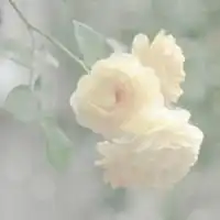 头像女生lomo花朵微信头像图片大全