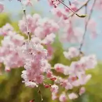 女生真人头像气质花朵微信头像图片大全