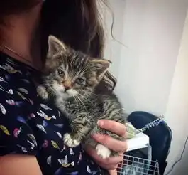 这只奄奄一息的小奶猫,连亲生妈妈都放弃了它,如今却