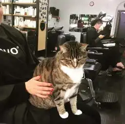 猫之所以叫招财猫从来都不是吹的,比如这只曾经流浪的虎斑猫