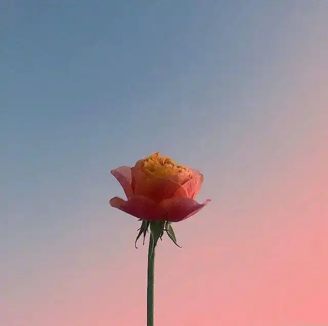 不见此文,遗憾终身