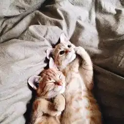 那俩基情四射的猫