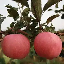 烟富8号m26矮化苹果树苗嫁接成品苗