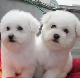 西安哪里有卖比熊犬的西安哪里出售比熊狗狗西安纯种比熊价格