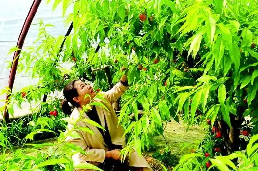 清明假期,市民在秦安县兴国镇依仁村油