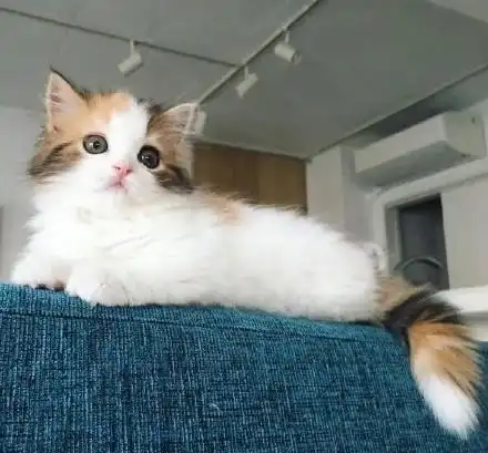 陪着小奶猫卖萌,满满都是爱,主人高兴坏了