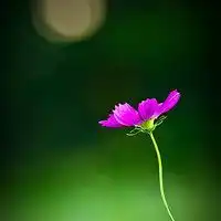 唯美风景花朵头像图片微信头像图片大全
