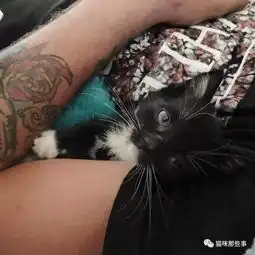小奶猫的一年前vs一年后遇上了好的铲屎官就是不一样