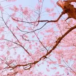 微信头像适合中年妈妈用的风景头像