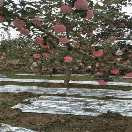 用心推荐马克砧木嫁接神富6号苹果苗生产厂家