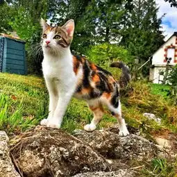 男子山上捡回小奶猫,一时受不住收养回家,一个月后被它萌爆了