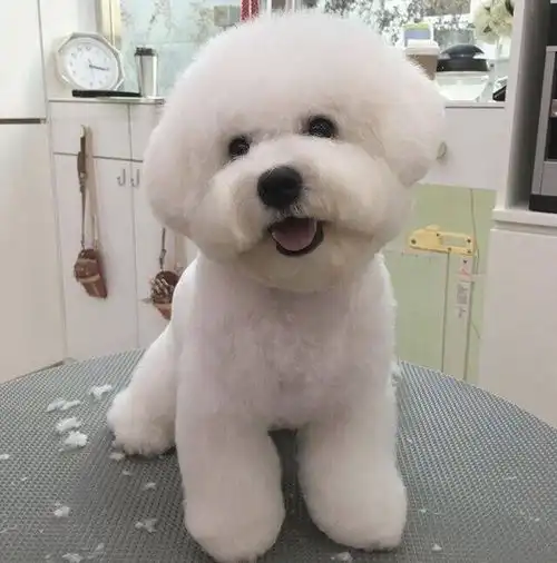 求下沙附近卖狗狗的想要买一只比熊