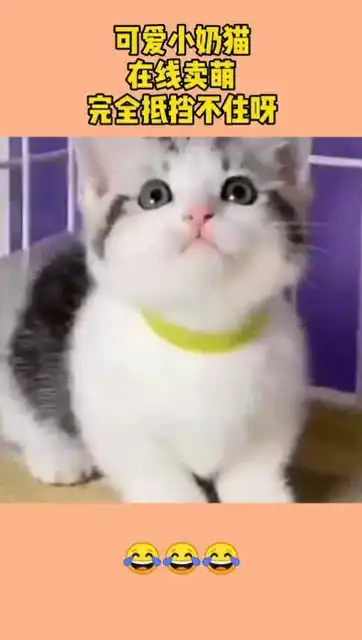可爱小奶猫,在线卖萌,完全抵挡不住呀