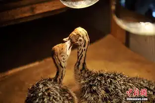 云南野生动物园新生小鸵鸟呆萌惹人爱高清组图