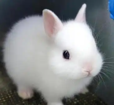 想养宠物又不想养猫和狗这5种动物便宜又好养,赶紧试试吧
