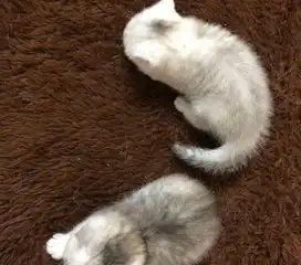 英国短毛猫银渐层小奶猫找新家
