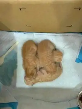 小奶猫刚出生三天就和兄弟打架,被主人制止后,还偷偷地多补一拳