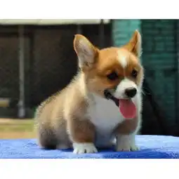 津南去哪里买带血统柯基小狗带血统柯基犬疫苗驱虫已做