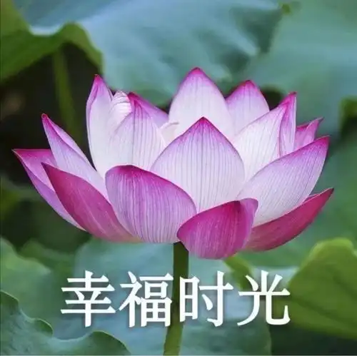 有哪些适合中年人用的头像